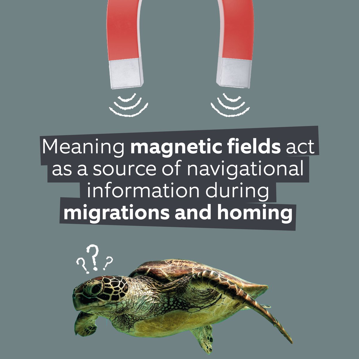 first4magnets's tweet photo. Magnets vs turtles... who knew? 🤷‍♂️ Swipe to find out how magnets affect everyone's favourite reptile 🐢 

#seaturtles #whoknew #funfacts #magnetic #magnetfact #f4m #magnetfield #evolve #insectfacts #turtlefacts #earth #geomagnetic #crazyfacts #sciencefacts #usefulfacts https://t.co/AgyKjpx0p9
