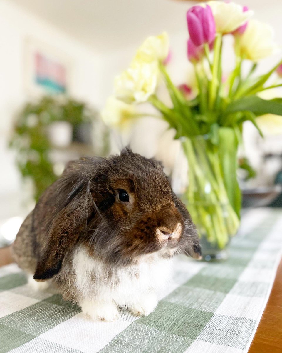 pupstateny's tweet photo. Meet Blueberry, the 8-month-old Holland Lop mix • “I got him when he was 6 weeks old. I thought he was a girl until a month ago.” 🐰 https://t.co/hnWbEotdmV