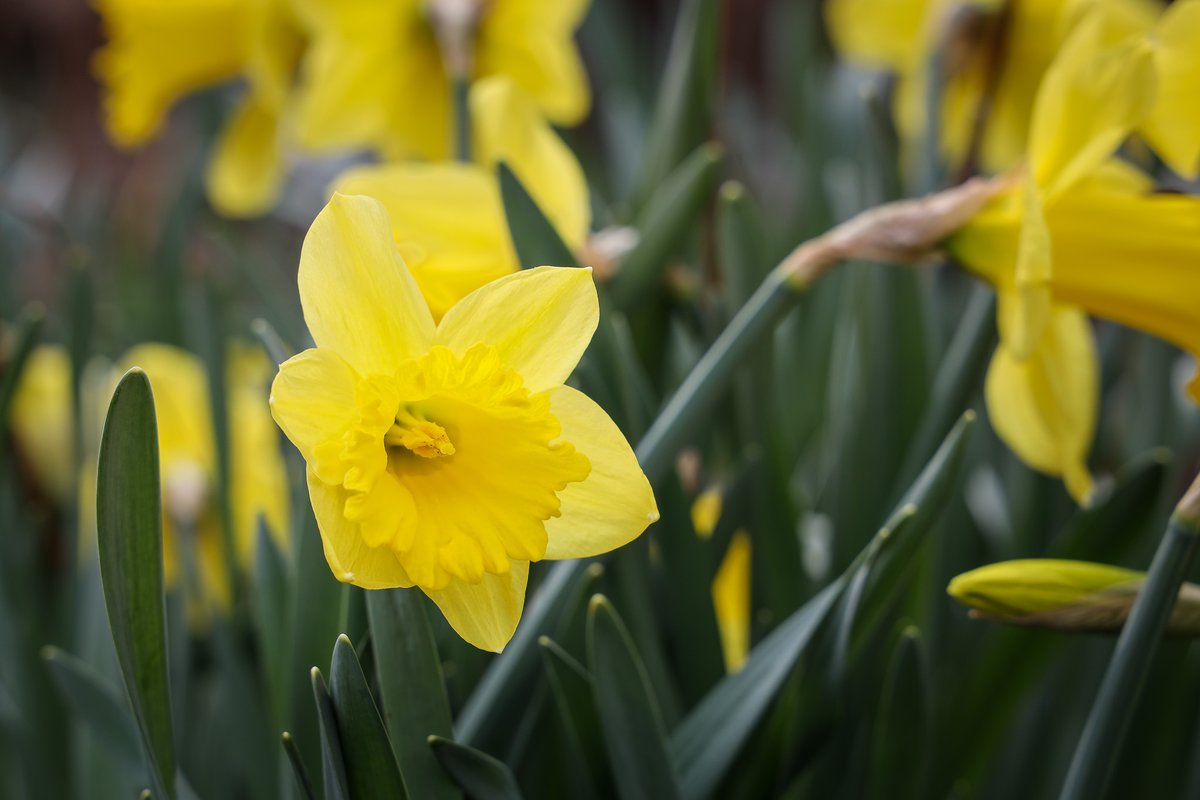 achimr's tweet photo. Die Osterglocken blühen nun im Garten. Frohe Ostern! #Westerwald https://t.co/q7VU0BLVeI https://t.co/qemgl6BtuA