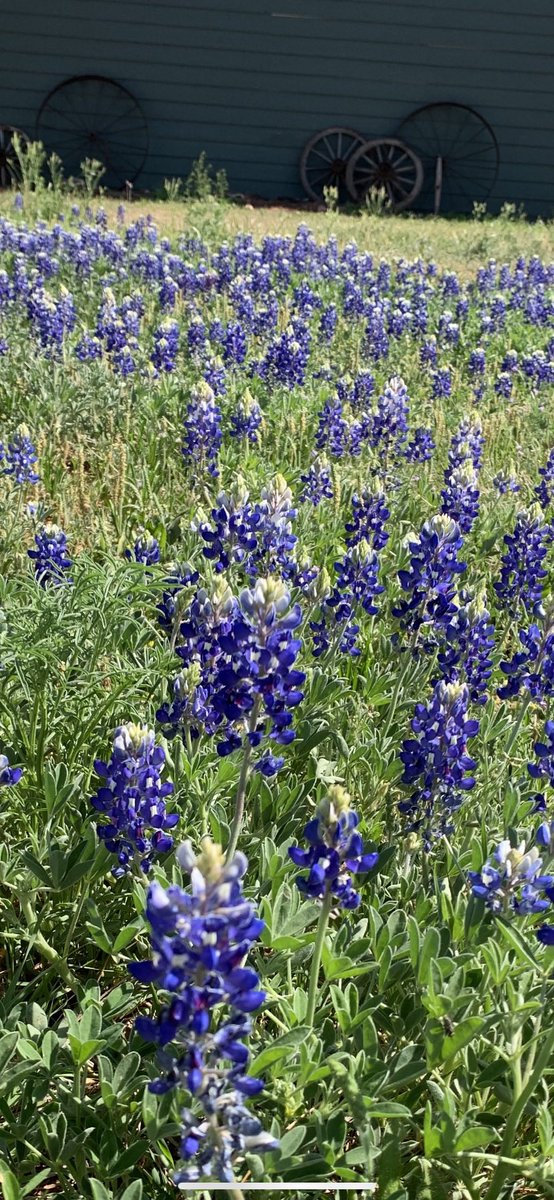 EvelynMyTurn4us's tweet photo. Easter in Texas!
#Bluebonnets #Texas #GodBlessTexas #TexasEaster #spring #TexasWildflowers https://t.co/cBTDfN3poV
