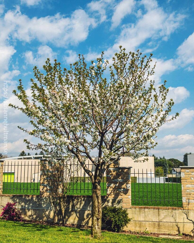 Susanne Hultman tweet media