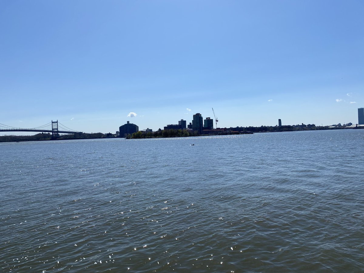 DOLPHINS in east river today!