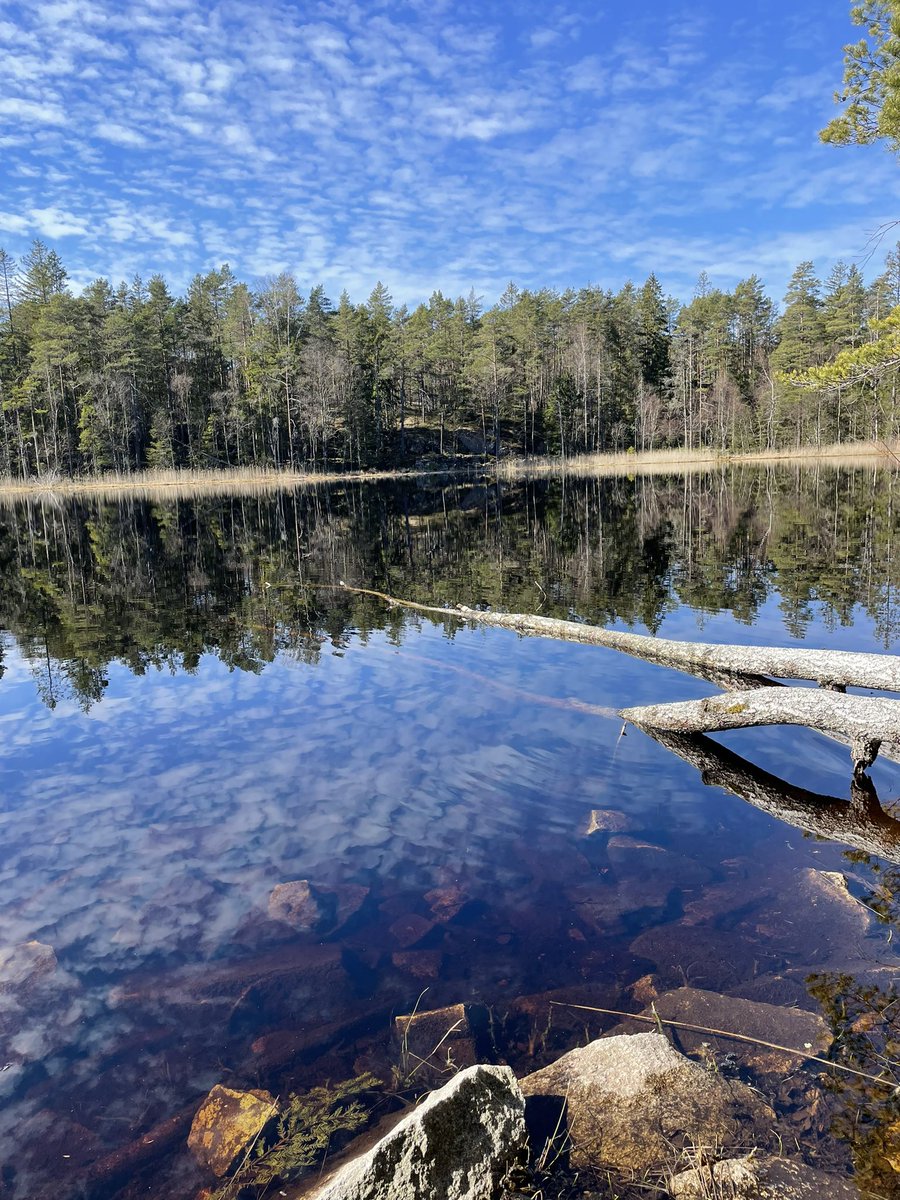 solviwarhaug's tweet photo. #spring #Norwegian #landscape #woods #forrest #nature #naturelovers #naturenza #peace #mind #sea #heaven #blue https://t.co/5G7LVvxl9q