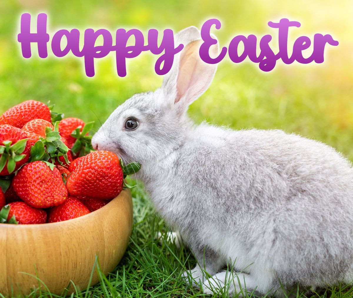 StrawberryFestx's tweet image. Wishing everybunny a 🍓berry🍓 blessed and Happy Easter! 🐰 🐣 🌷 

#PSFTX2023 
#Poteet #Strawberry #Festival
#Texas #AtascosaCounty
#Easter #Easter2023