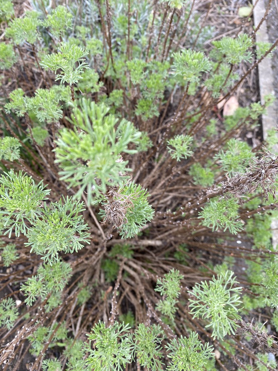 What bush is this ?? It’s green leaves smell like cola bottles out of pick and mix.