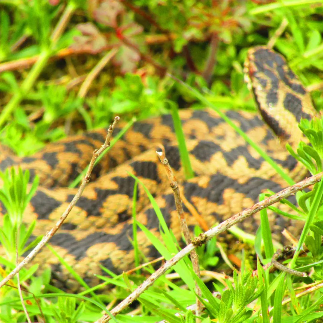 Beware when walking dogs seen Adder today @CleeveCommon