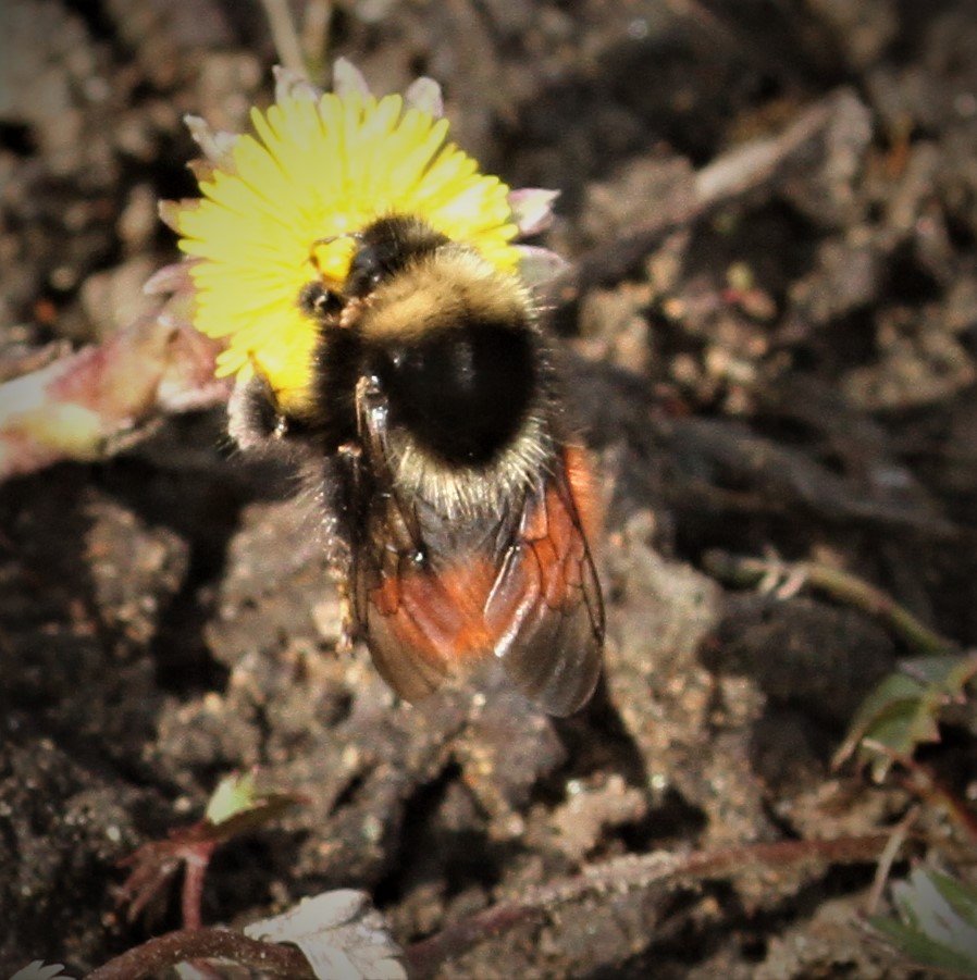@wurflenii @BumblebeeTrust @Bumble_Watching @PaulWilliamsNHM Bombus monticola queen. On Coltsfoot. East Lancs. April 8th 2023