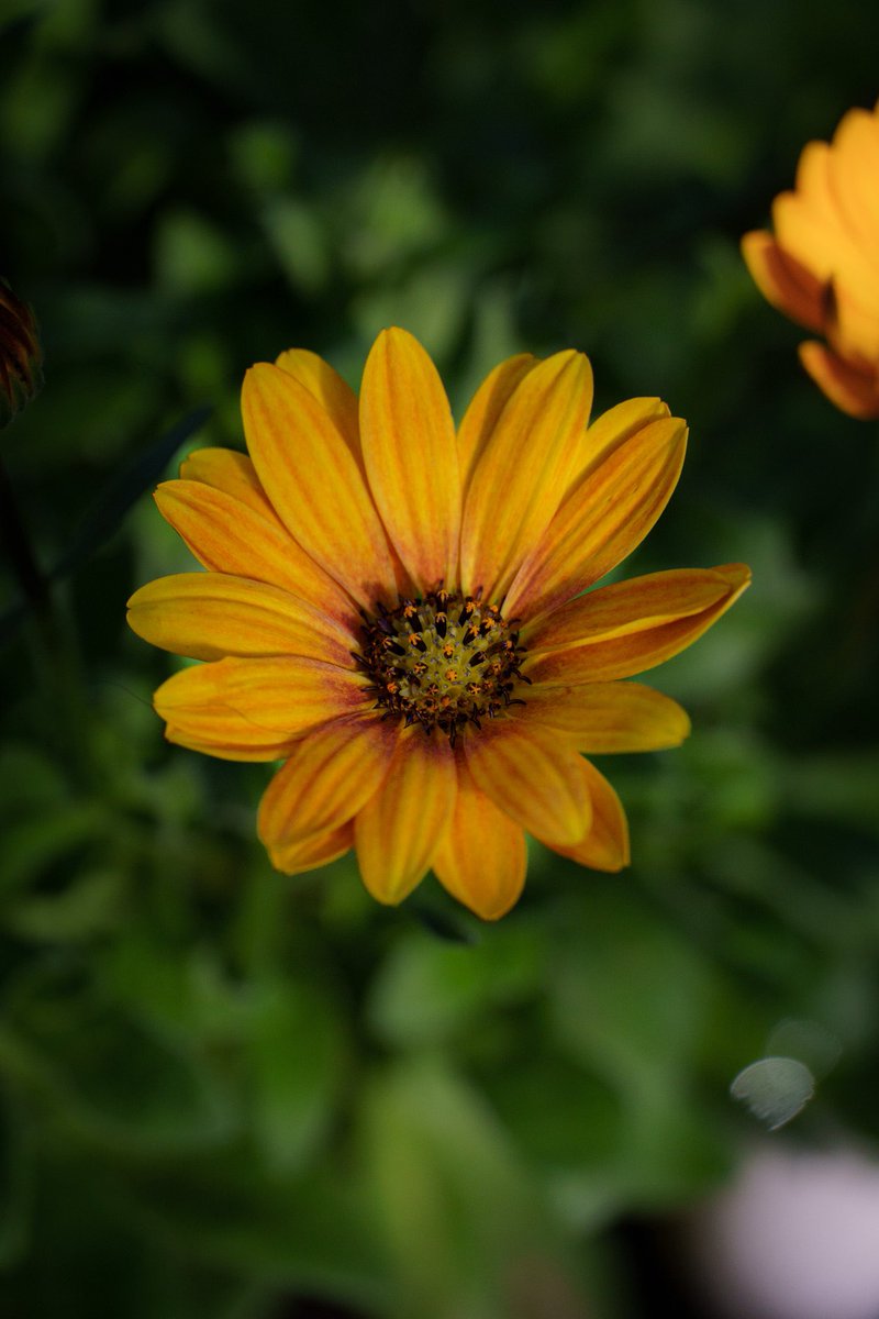 rodrigotapializ's tweet photo. Dimorphotheca ( caléndula del cabo)
🌼🌼🌼
#dimorphoteca #dimorphotheca #dimorphotecas #calendula #calenduladelcabo #calénduladelcabo #calendula #calendulas #flores #flor #flores🌸 #floreslindas #flower #flowers #flowerphotography #flowerlovers #flowerphoto #flowerphotos https://t.co/7ykT67g3If
