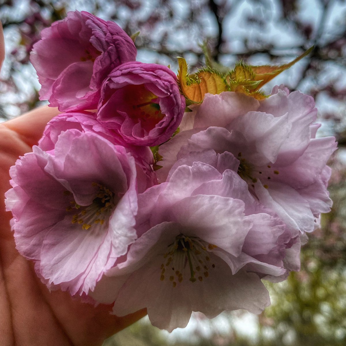 Beautiful blossoms #cherryblossom #cherryblossominspring #newbloom #blossomphotography #pinkblossoms