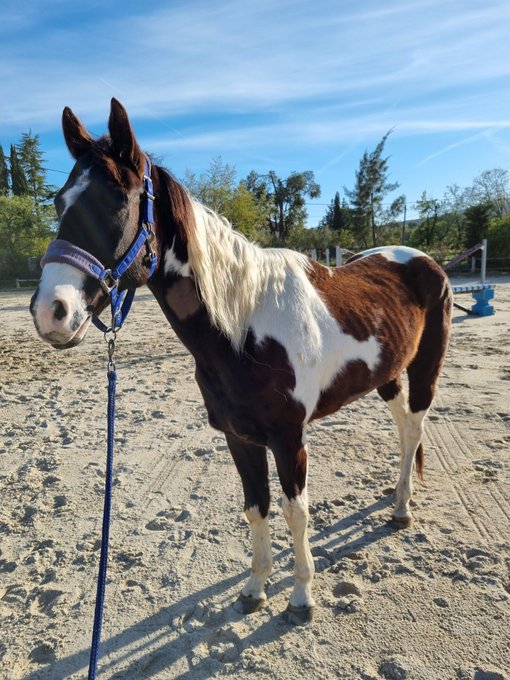 Ma vachette courageuse de retour &agrave; la maison  ❤️💪🏻 https://t.co/ojworVVsHa<a href="/tag/var"class="tags"><span>#var</span></a><a href="/tag/incendie"class="tags"><span>#incendie</span></a>