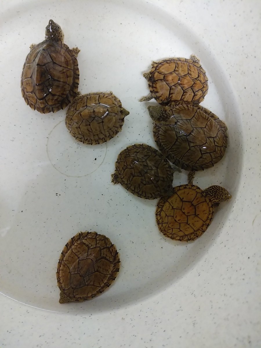 【御礼と入荷情報】
今春4月「カメランド　ヒグチ」創業35年を迎えることができました。
ひとえに皆様方のお引き立てのおかげです。
本当にありがとうございました。
今後ともよろしくお願いいたします。
モリセオレガメ
ホームセオレガメ
スジクビヒメニオイガメ
カブトニオイガメ
ドロガメ各種