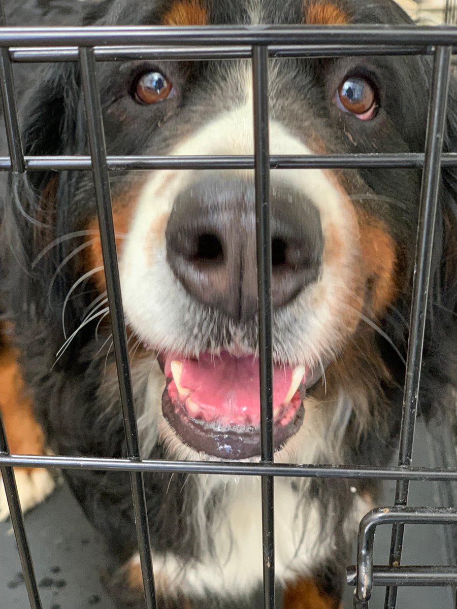 PSPCA's tweet photo. Koda (5 year old Bernese mountain dog) is incredibly fearful, lacking in confidence, and desperately searching for a home that can repair his broken heart.

If you’re interested in adopting, please reach out to adoptions@pspca.org. https://t.co/2UUh13NEIV