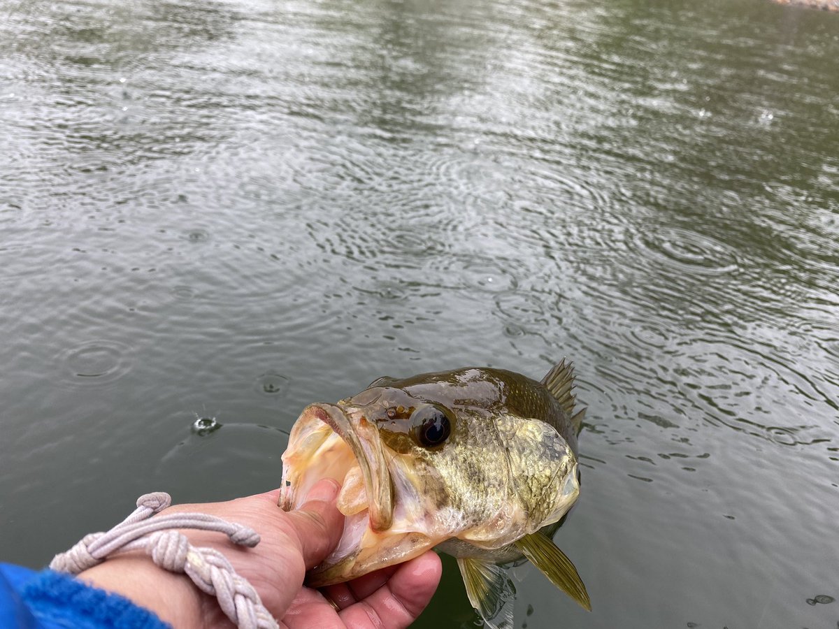 CanopyLife2's tweet photo. On tourney day, I found fish just not the size needed. My largest was a 17.5” fish on a crankbait.
#nvkba https://t.co/e7xcnEKn7l
