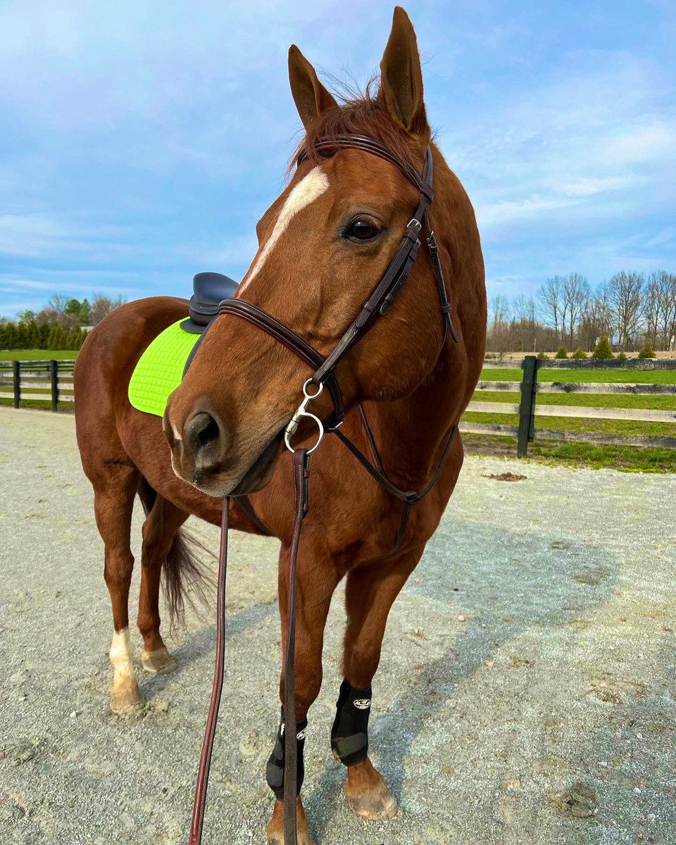 RVTEquestrian's tweet photo. 💚 https://t.co/7Uqpl3mqID