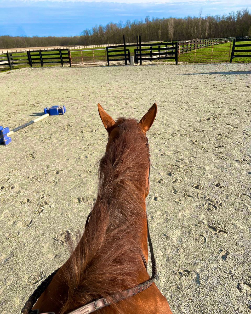 RVTEquestrian's tweet photo. 💚 https://t.co/7Uqpl3mqID