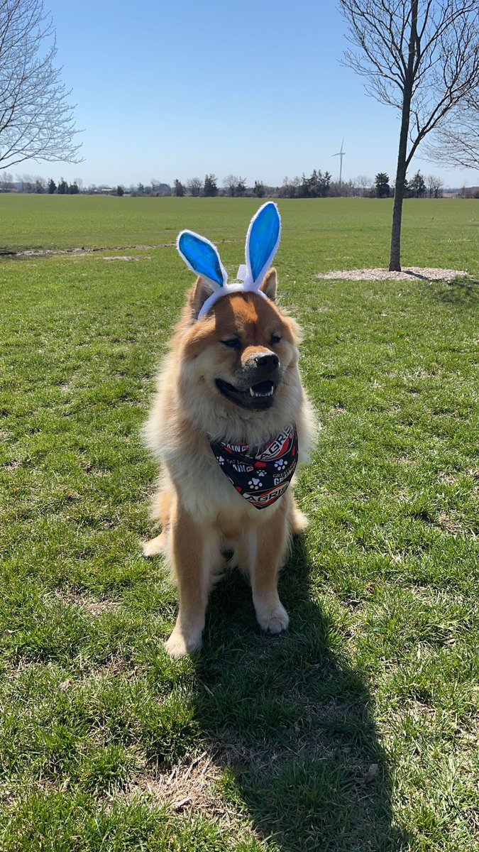 Jessica_Roelofs's tweet photo. Happy Easter! Our Easter bunny doubles as a #dogsofagris https://t.co/v8iSCojv3Q