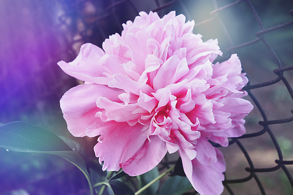 valontarinat's tweet photo. New artwork for sale! - "Light leaks on a pink peony " - https://t.co/a8RXRCm5yM @shoppixels https://t.co/JXamWyuIkf