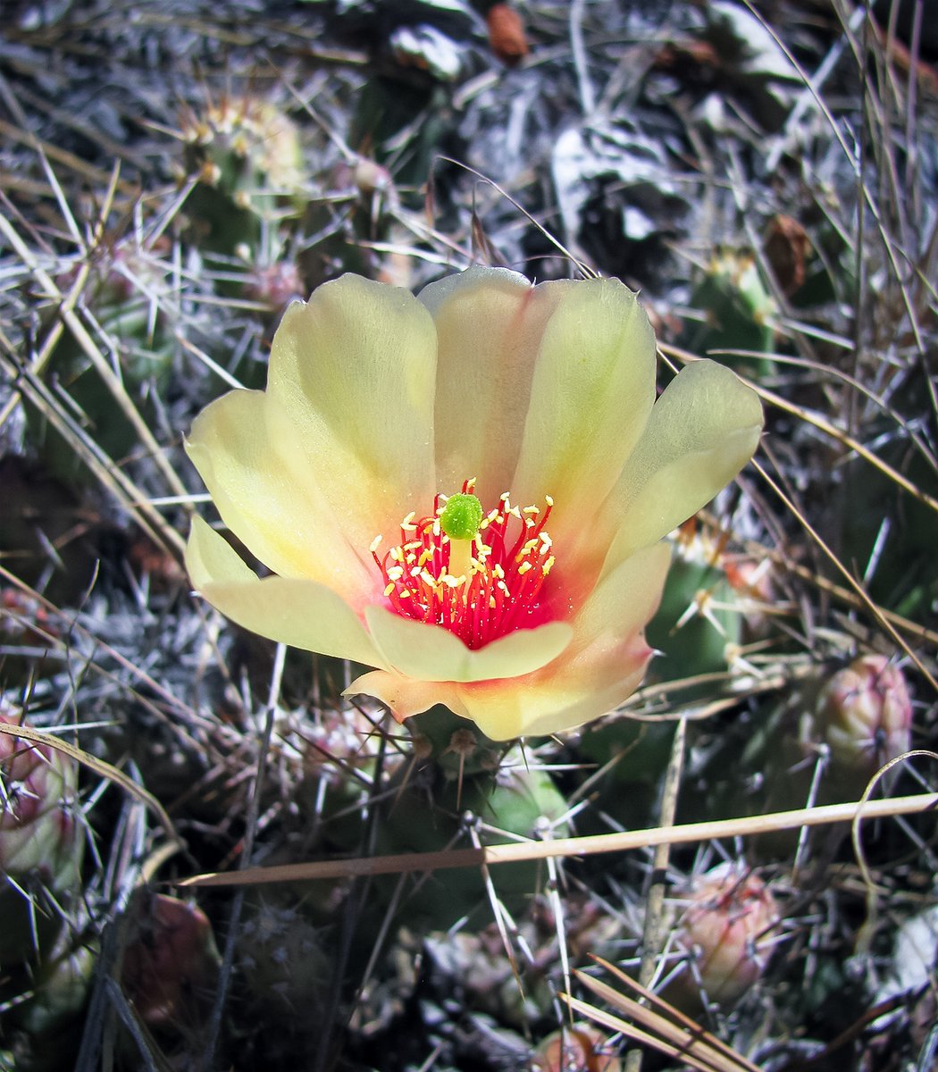 Found Brittle Pricklypear (Opuntia fragilis) with the #wildflower Yellowbells (left photo) in grassland habitat yesterday. Flowering for the cactus will happen circa mid-July. Those spines are sharp and sticky...found out by transplanting a bud in yard.🙂