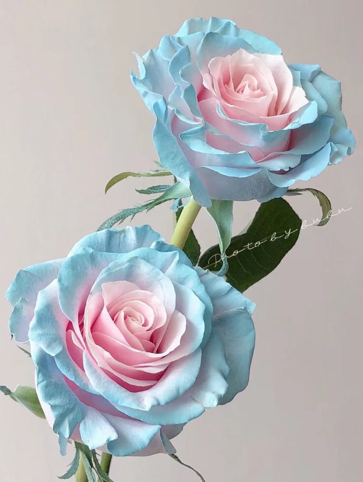 piinkibun's tweet photo. so beautiful <3 https://t.co/HIg0j2uA2A