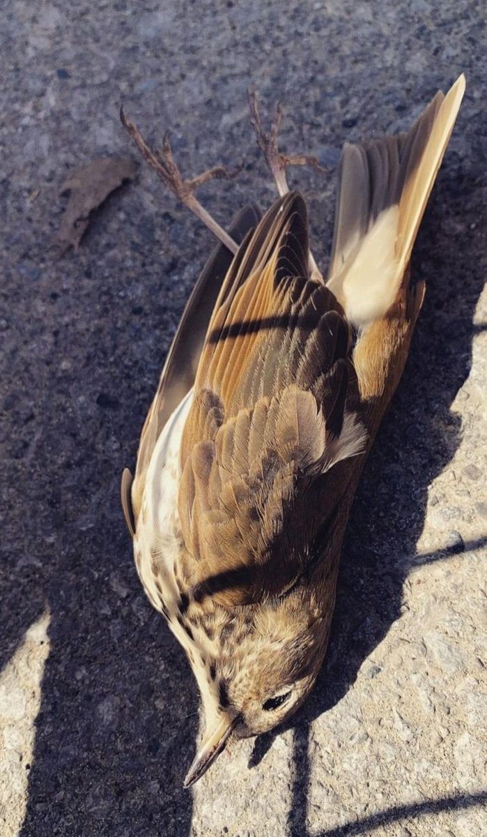 birdsafeuoft tweet media