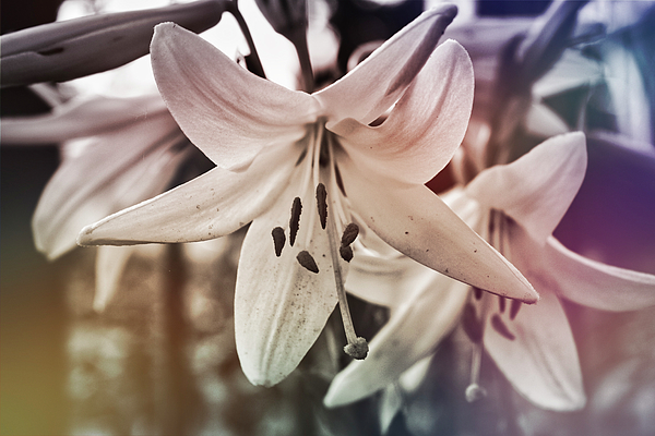 valontarinat's tweet photo. New artwork for sale! - "Aged tiger lily" - https://t.co/WLugmZeJxK @shoppixels https://t.co/mkErYM0Jlo