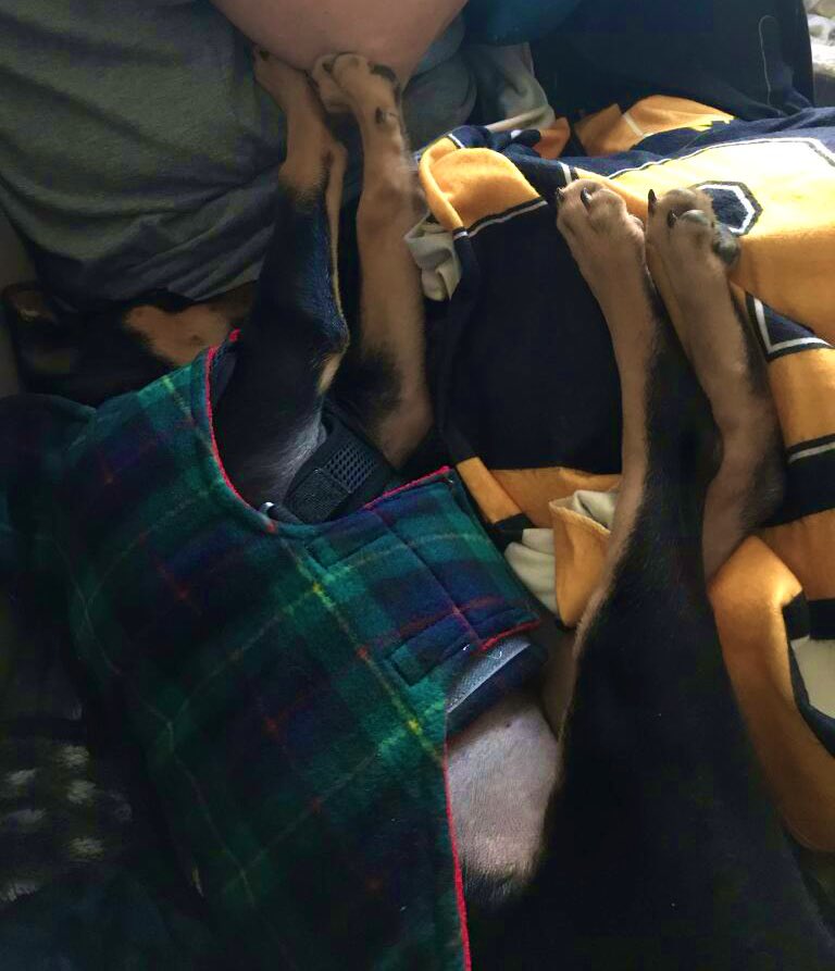 WineStainedLife's tweet photo. Full 4 paw contact must be maintained at all times. #rules #LolaBaby #puppydog https://t.co/NqB9PvKVxy