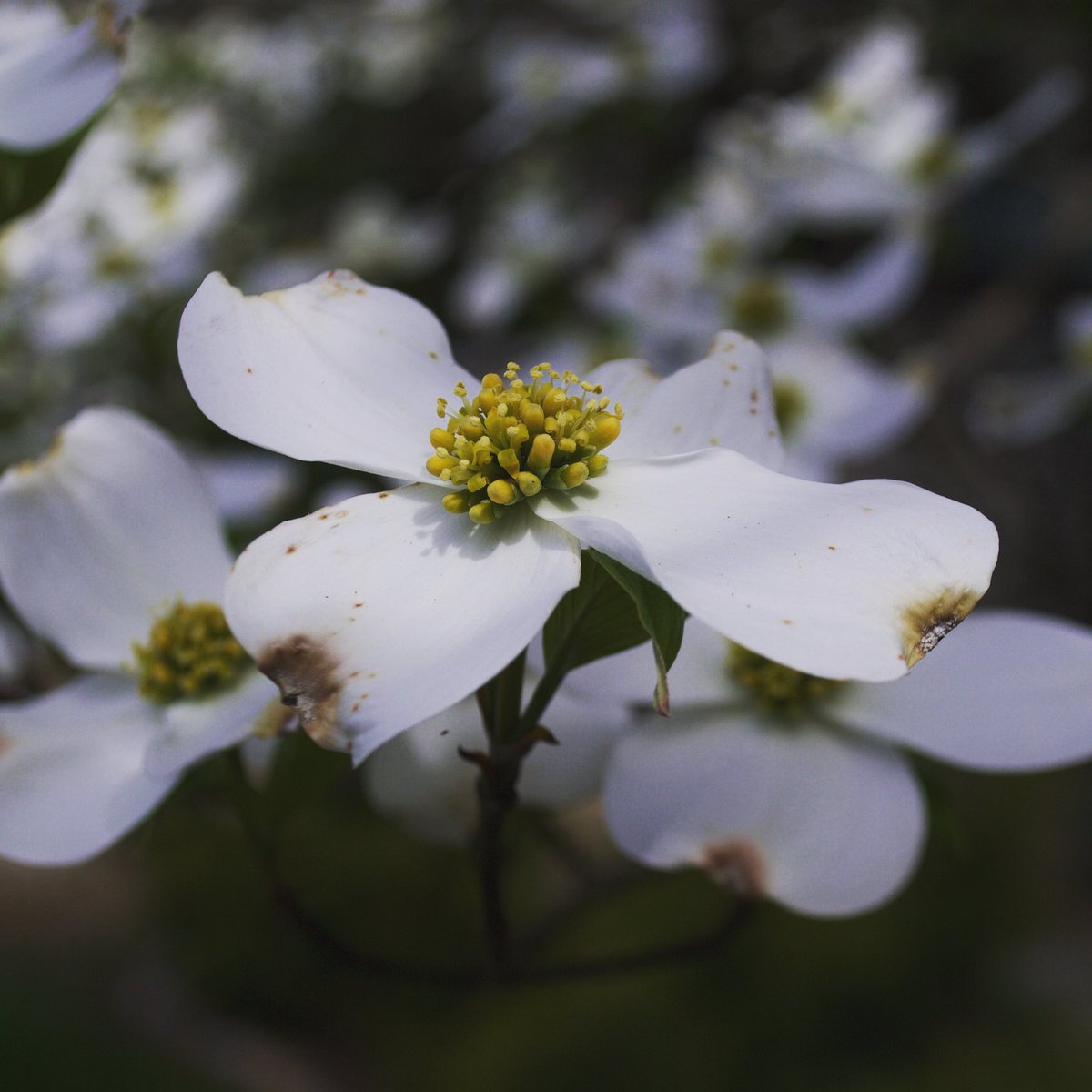 #HappyEaster from our Dancing Bear family to yours. 

Dancingbearlodge.com