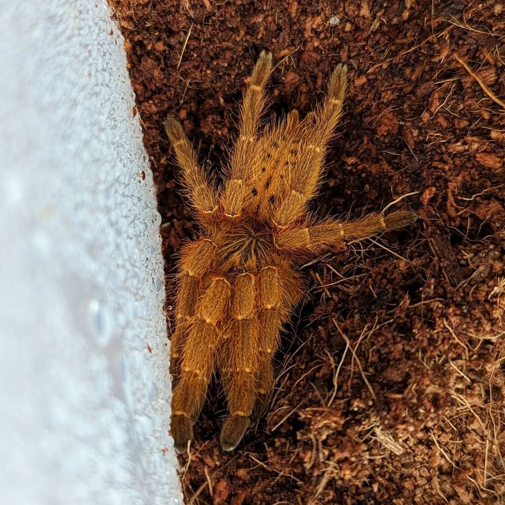 OBT rehousing day: never boring and it counts as a cardio workout too.

#pterinochilusmurinus #spidersofinstagram instagr.am/p/Cq0jryKsWKu/