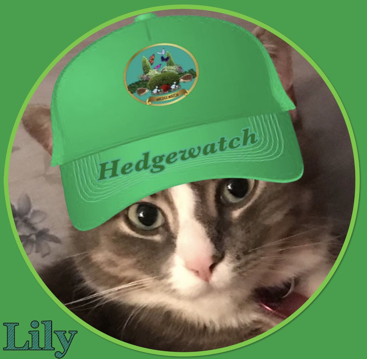 Sunday <a href="/MalloyAndLily/">Malloy and Lily</a> - Cat Fact:

Kittens in the same litter can have more than one father. This is because the female cat releases multiple eggs over the course of a few days when she is in heat.

#CatsOnTwitter  #KittyTwitter