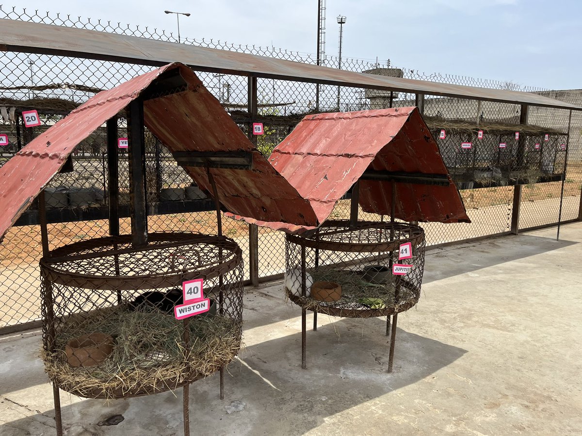 Derecho_paz's tweet photo. Estas actividades promueven la autosustentabilidad de los centros penitenciarios, además funcionan como herramientas para los beneficios adquiridos de cumplimiento de pena y la formación en oficios nuevos y productivos. https://t.co/vJoXPVoZVm
