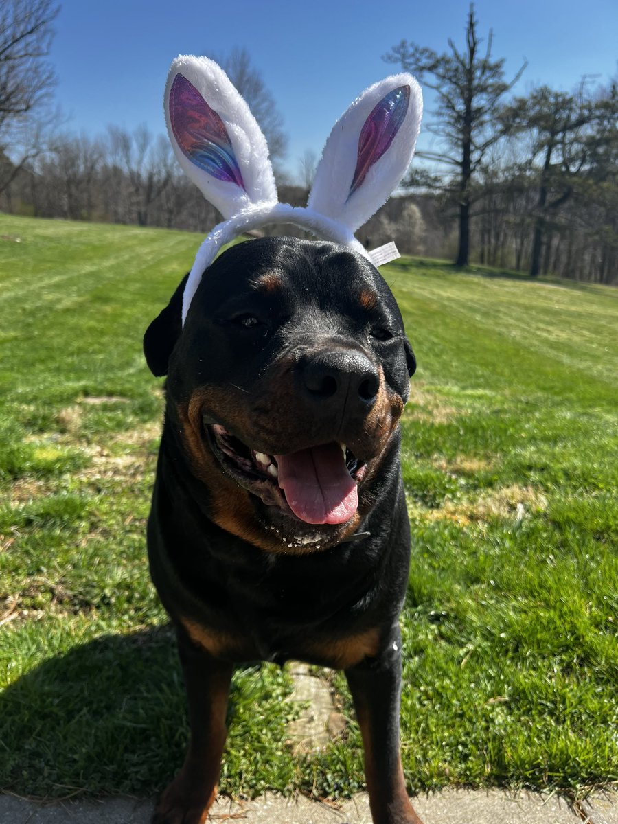Rhandi_227's tweet photo. Happy Easter #dogsoftwitter https://t.co/AGkZr0bGr9
