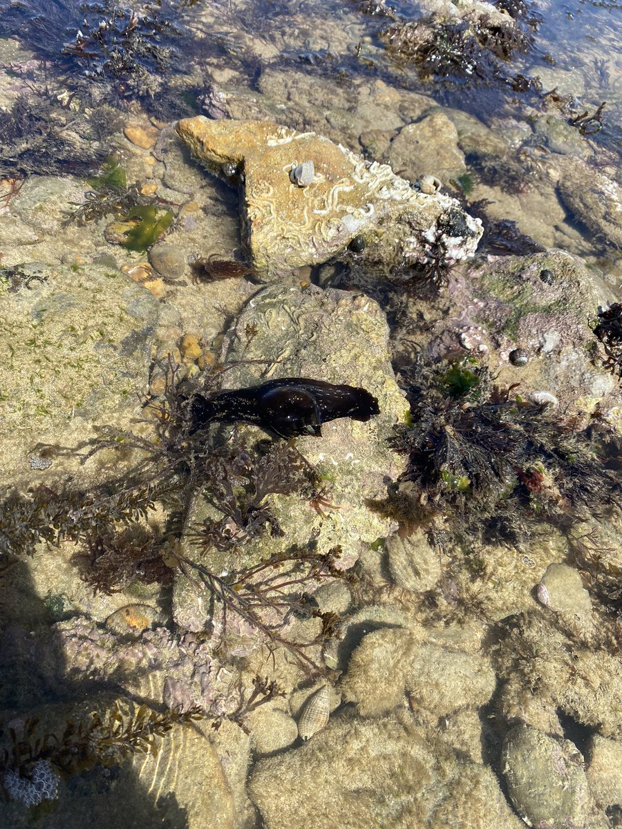 No Easter bunnies on Ile de Ré but loads of beautiful sea hares. Happy Easter 🐣 #seahare #seaharephotography #rockpools