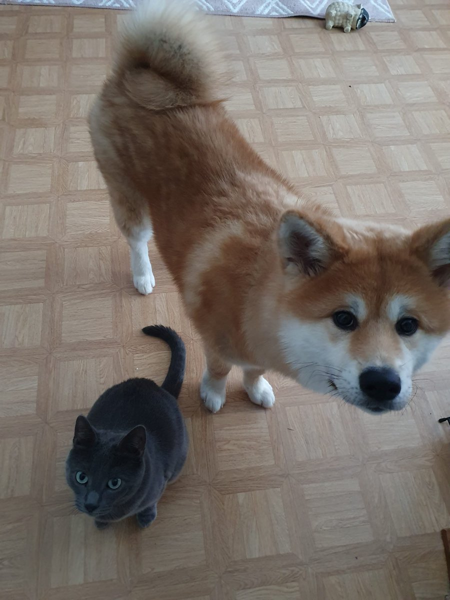 qunaris's tweet photo. look at our akita!!! loml https://t.co/86L5B1WC6C