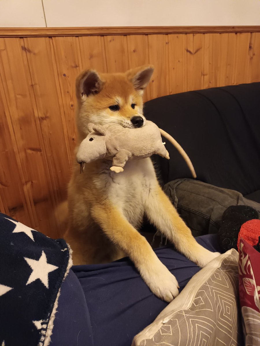 qunaris's tweet photo. look at our akita!!! loml https://t.co/86L5B1WC6C