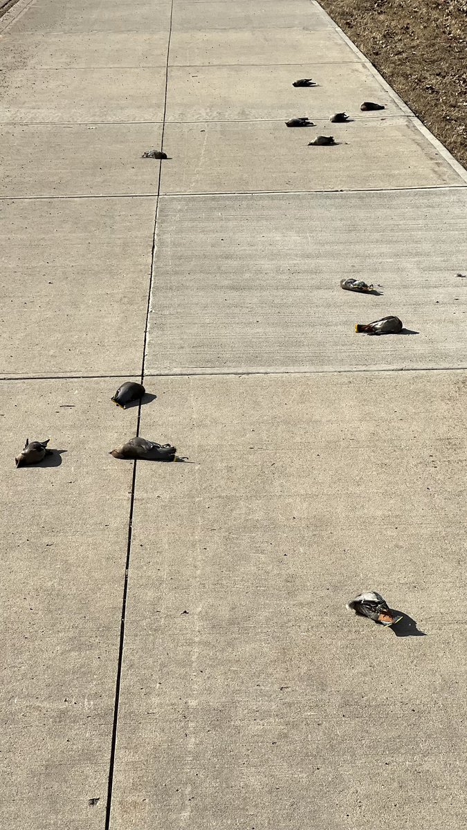 Death by net - at Mayfair golf club. Waxwings caught in net and necks broken. #yegmedia #yegcc