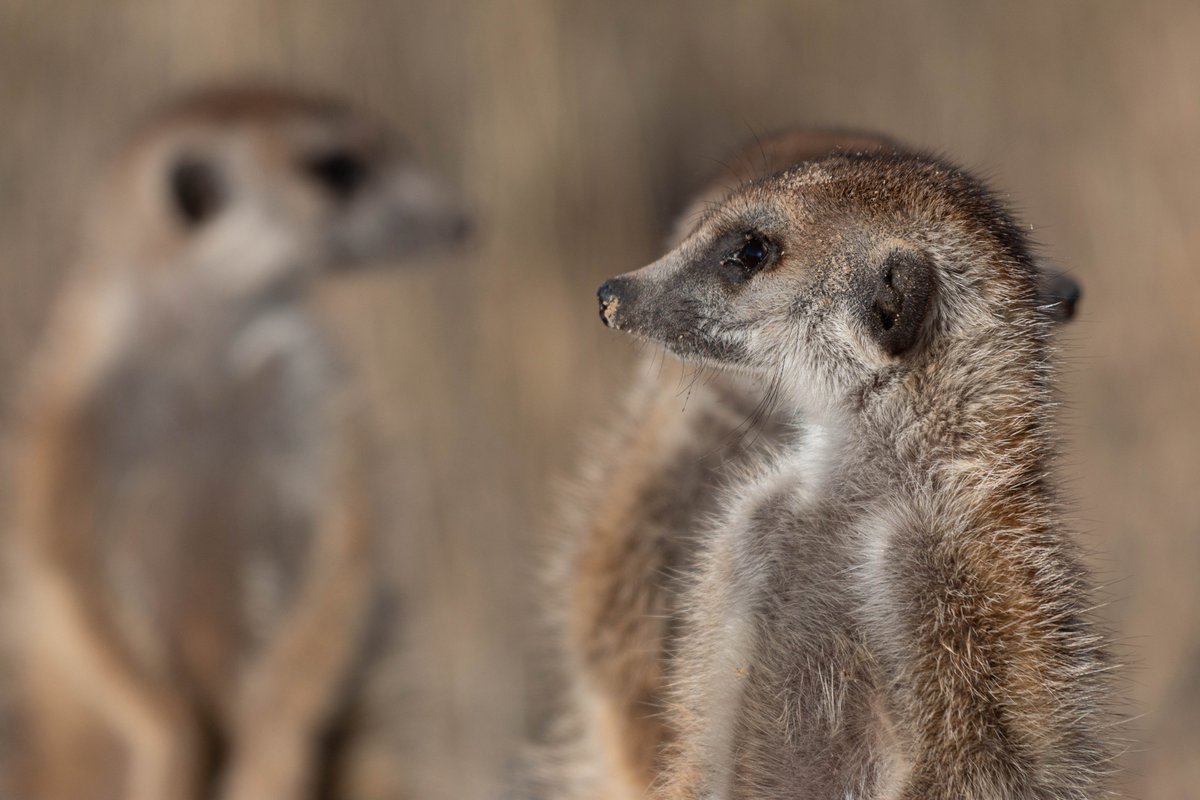 Vlad Demartsev (@vlad_demartsev) on Twitter photo ⏳Only one week left to apply!!! Field biology course at the <a href="/KalahariRC/">KalahariResearchCentre</a> . Fully funded for South African 🇿🇦students. See the course page for details - cocomo.group/field-course and check out the main course topics in the 🧵👇 ⏳Only one week left to apply!!! Field biology course at the <a href="/KalahariRC/">KalahariResearchCentre</a> . Fully funded for South African 🇿🇦students. See the course page for details - cocomo.group/field-course and check out the main course topics in the 🧵👇