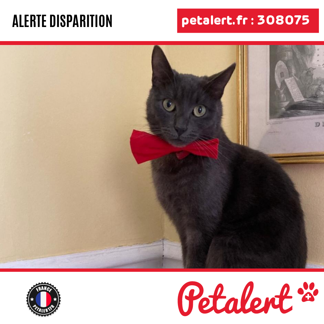 petalert_france's tweet photo. Disparu #Chat #Paris #Paris #Petalert #PetAlert75 / https://t.co/cIb5bxwoe3 https://t.co/tumTtZJFmS