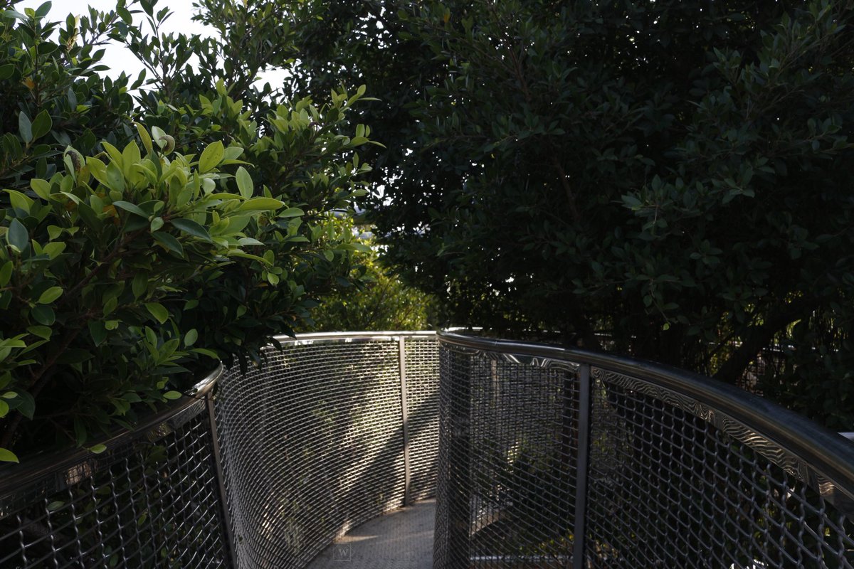 wallis_156's tweet photo. #waspic #khphotography #canonphotography #shadowandlight #写真好きな人と繋がりたい #光と影 #攝影 #攝影日常
#pier2 #tree #green #installations #takeawalk #afternoon #散策 #散步 #午後 #駁二 #高雄景點 #文案 #懷才不遇互助協會 https://t.co/b2GIV7EGeW
