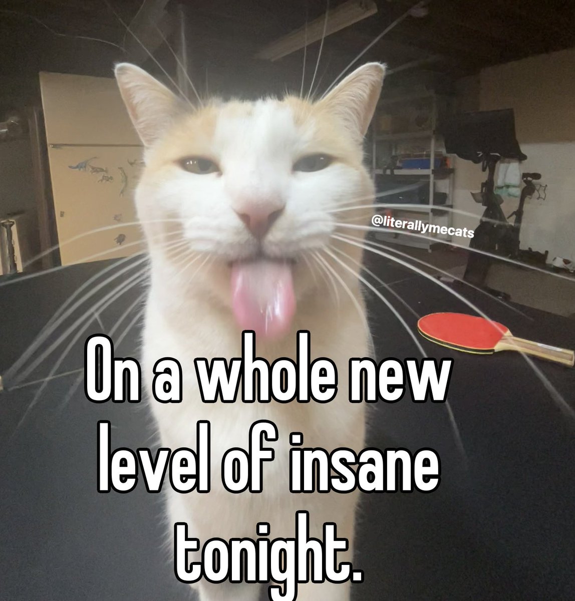 literallymecats's tweet image. 