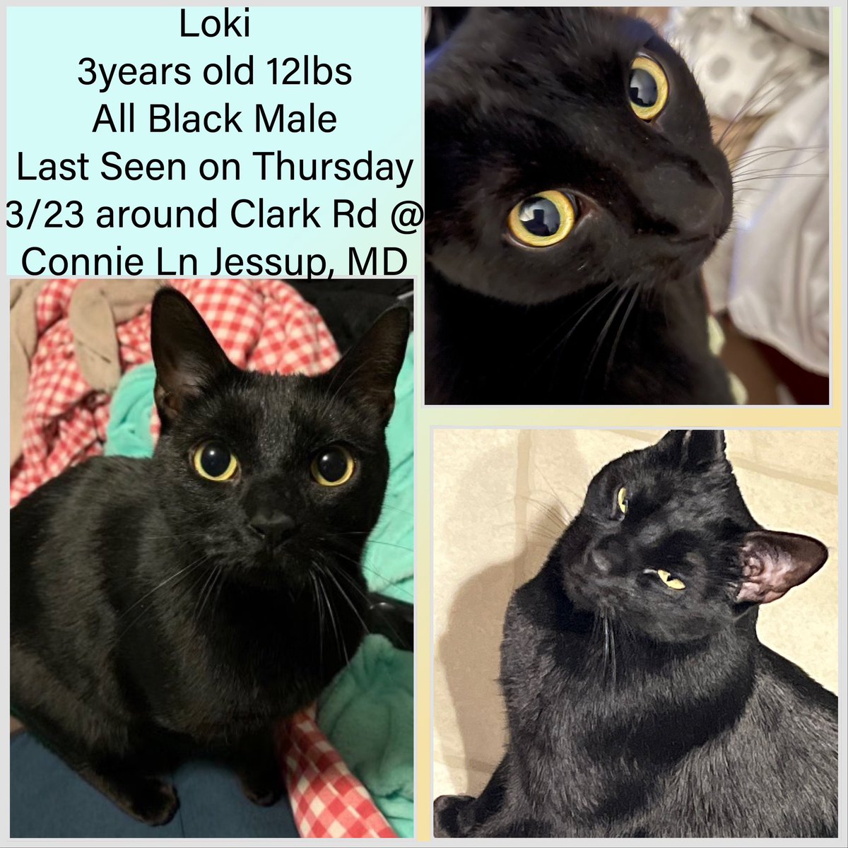 ‼️LOKI IS STILL MISSING‼️ He went missing March 23rd in the Jessup/Hanover Maryland area (near arundel mills/ft Meade/295/175) He is timid and will likely run or hide. Posting here is a long shot since most of y’all aren’t local but 🙏 #missingcat #lostcat #CatsOfTwitter
