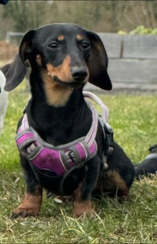 millypod1's tweet photo. MEATBALL HOME SAFE. THANKS FOR RT'sπππΎ
π6 APR 2023 #Lost MEATBALL #ScanMe
Black /Tan YOUNG Dachshund Female #SausageArmy #Ashurst #Skelmersdale #WN8
She was also spotted on Tanhouse last night https://t.co/S2IqYI5qVh https://t.co/kmaDT2B5K5