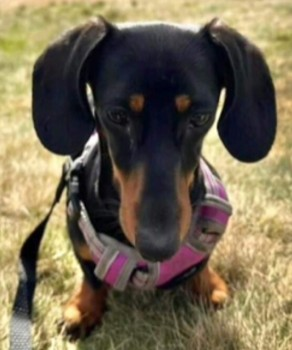 millypod1's tweet photo. MEATBALL HOME SAFE. THANKS FOR RT'sπππΎ
π6 APR 2023 #Lost MEATBALL #ScanMe
Black /Tan YOUNG Dachshund Female #SausageArmy #Ashurst #Skelmersdale #WN8
She was also spotted on Tanhouse last night https://t.co/S2IqYI5qVh https://t.co/kmaDT2B5K5
