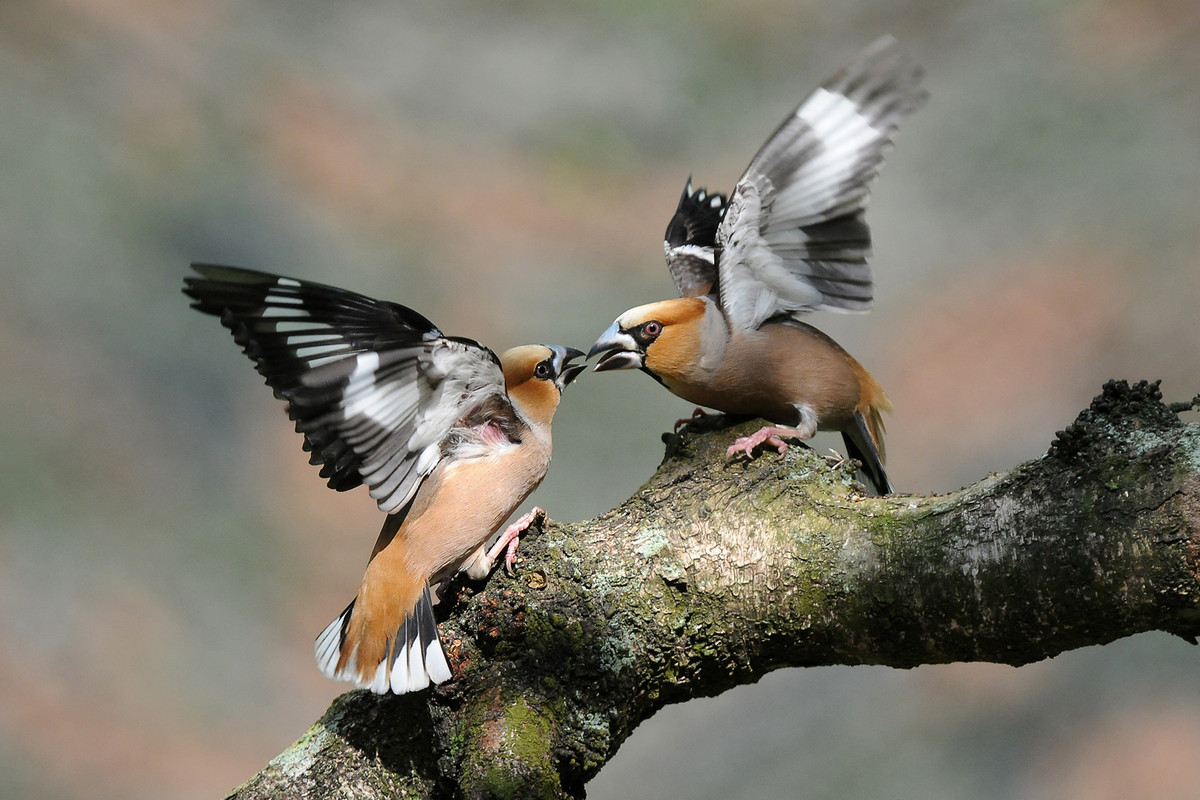 Ga met een natuurgids op pad om te ontdekken welke vogels er in het Park zijn. Bij de vogelexcursie leer je verschillende vogelsoorten herkennen aan hun geluid &amp; uiterlijk. Meer weten of reserveren? hogeveluwe.nl/nl/agenda/voge…

Foto: Wim Weenink