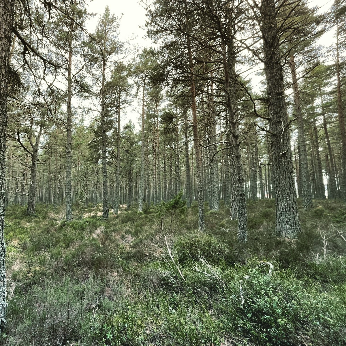 contraellani's tweet photo. I'm in Abernethy forest and it is beautiful https://t.co/f2jQ8dCJKF