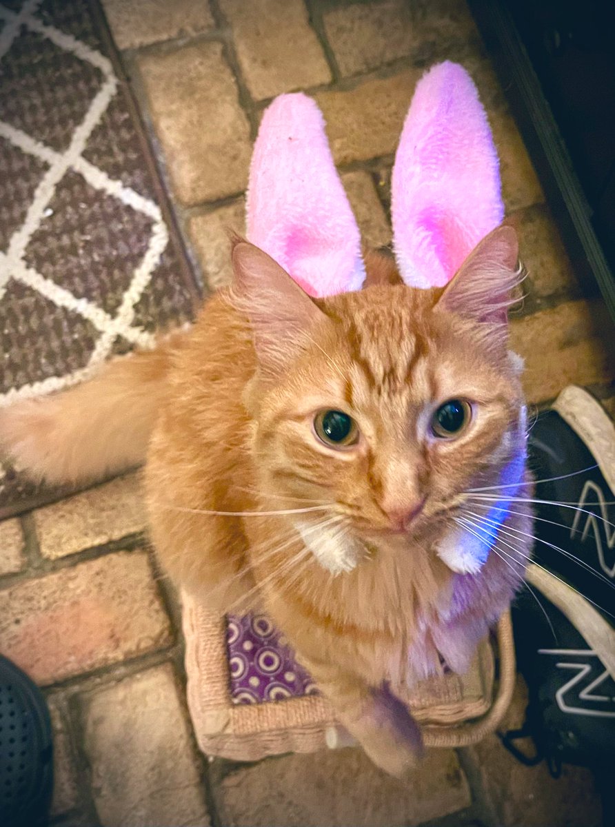 #EasterBunny auditions for #Easter2023- Who wore it best? 

#1. OllieBunny? …. 

Or  his “little” Brofur: 

#2. Beanie-CottonTail? 

#CatsOfTwitter #CatsOnTwitter #cats #CatsAreFamily #AdoptDontShop #Caturday #CatsinHats