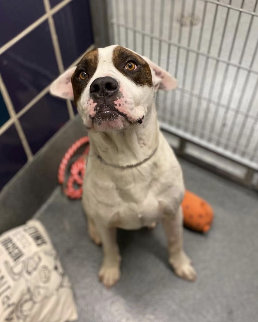 BearyHappy04's tweet photo. 💙🐶𝗖𝗥𝗘𝗘𝗗 (A1871878) on the BARC #Houston KILL LIST 𝗠𝗢𝗡𝗗𝗔𝗬 𝟰/𝟭𝟬 𝟭𝗣𝗠
COULD YOU SAVE HIM? 
𝗙𝗼𝘀𝘁𝗲𝗿/𝗔𝗱𝗼𝗽𝘁𝗶𝗼𝗻 𝗲𝗺𝗮𝗶𝗹 𝗯𝗼𝘁𝗵: 
barcfoster@houstontx.gov
barcadoptions@houstontx.gov

𝗙𝗼𝘀𝘁𝗲𝗿 𝗔𝗽𝗽𝗹𝗶𝗰𝗮𝘁𝗶𝗼𝗻 https://t.co/TxzqPlMnBk
#Texas https://t.co/et9IRALqdJ