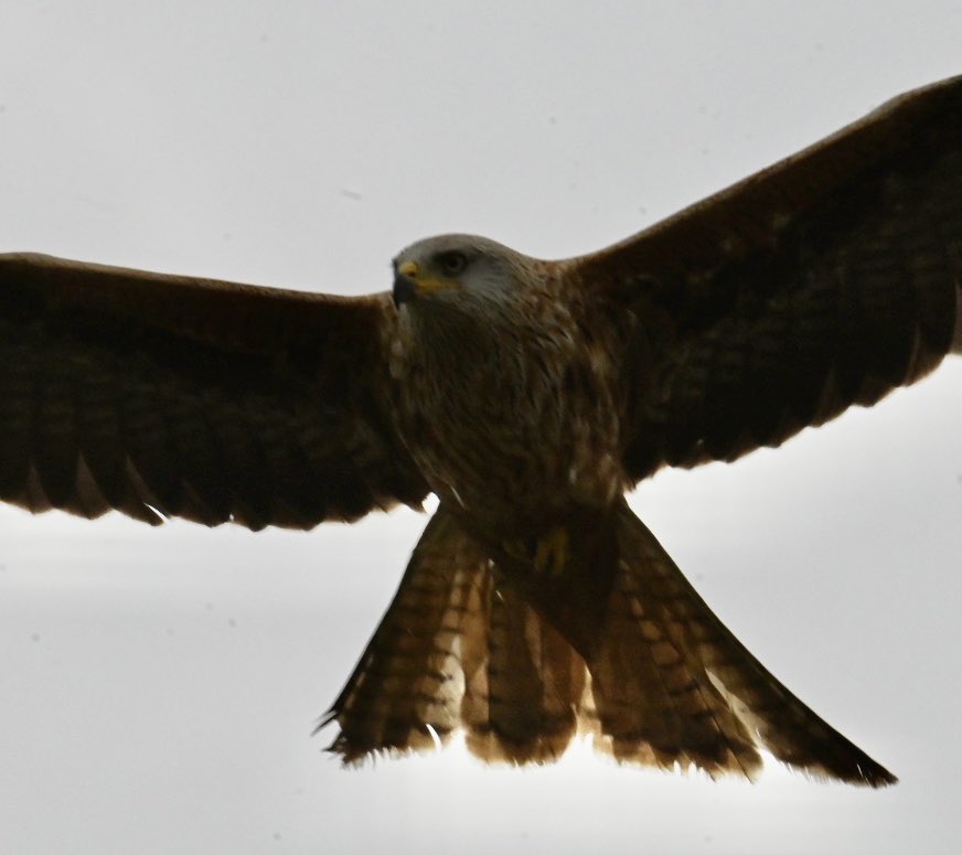 Trevor parsons photography (Google) tweet media