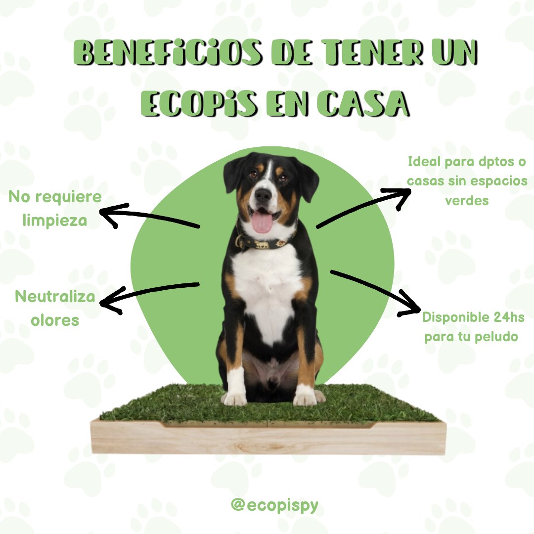 Ecopispy's tweet photo. Con #Ecopis tenés un sanitario 100% natural para tu peludo 💚🍃🐾

Accede al catálogo de precios y tamaños al WhatsApp
📲 0994 142 354
https://t.co/oinZwW75zh https://t.co/HesZU16Hcn