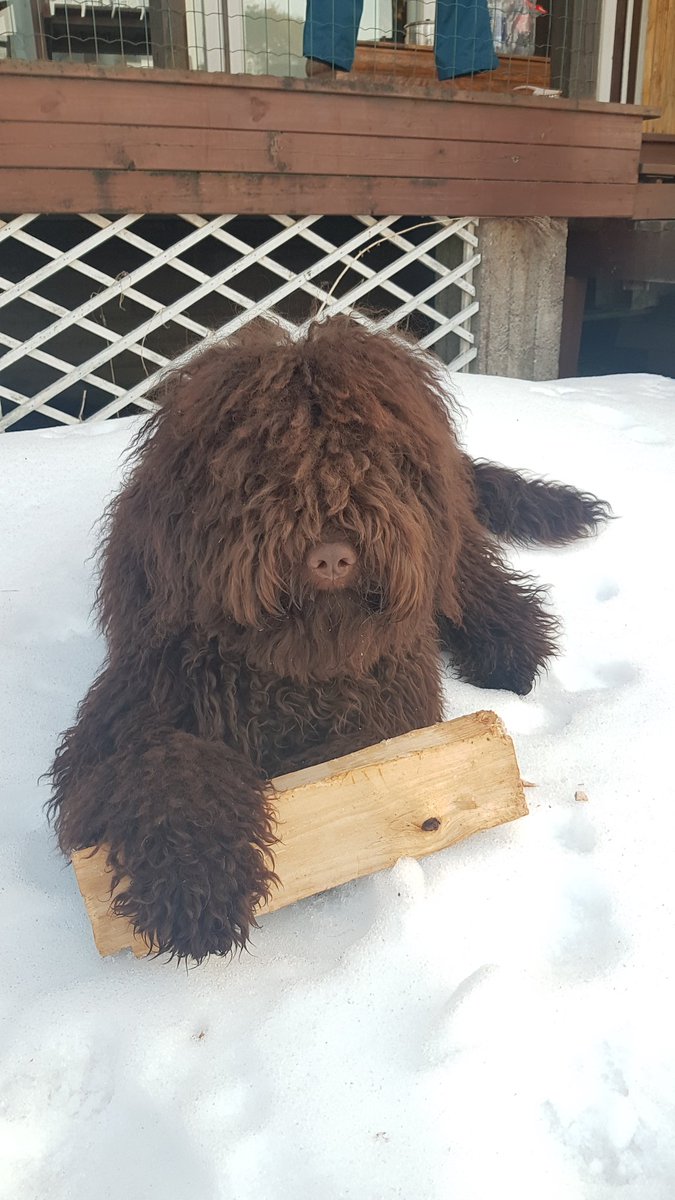 JaniRuisniemi's tweet photo. Saunan lämmittäminen on parasta kun saa kaverin apuun. Vielä kun luovuttais kantamansa halon. #perro #puppy #archipelago #Pellinki https://t.co/ZCqHbdCCOe
