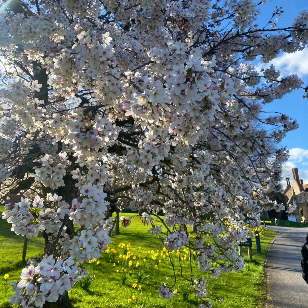 Spring has sprung at Madingley Hall.

Did you know there are a number of places available on our weekend courses. These courses offer the opportunity to learn from some of our finest academics in the inspirational setting of Madingley Hall.

Book now: bit.ly/3yFgFAQ